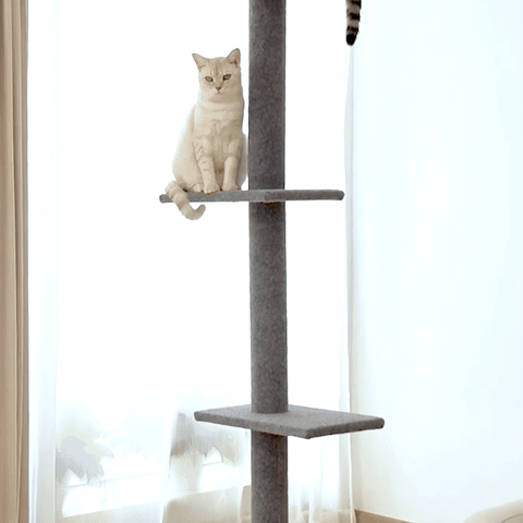arbre a chat pas cher space discovery
