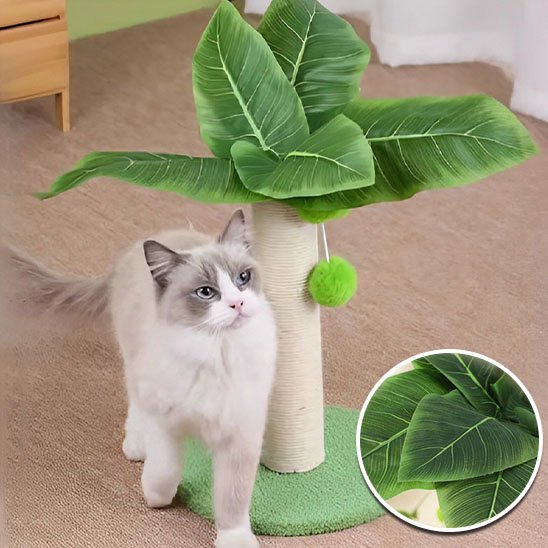 Griffoir chat | ProtectDesign